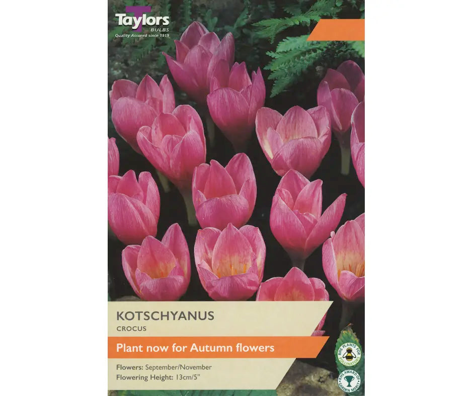 Crocus 'Kotschyanus'