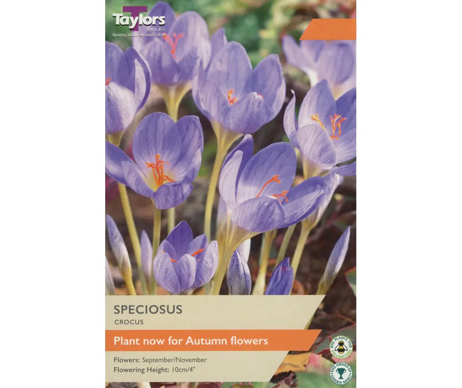 Crocus speciosus