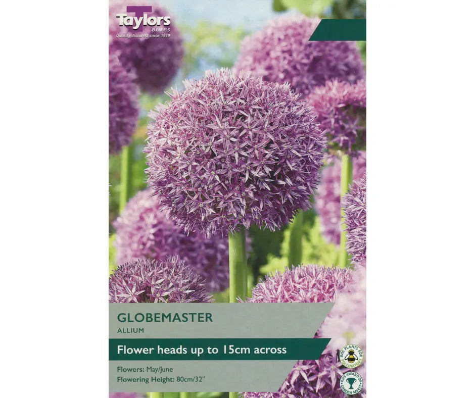 Allium 'Globemaster'