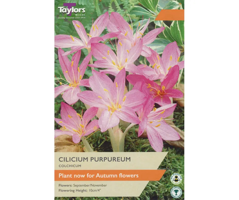 Colchicum cilicium 'Purpureum'