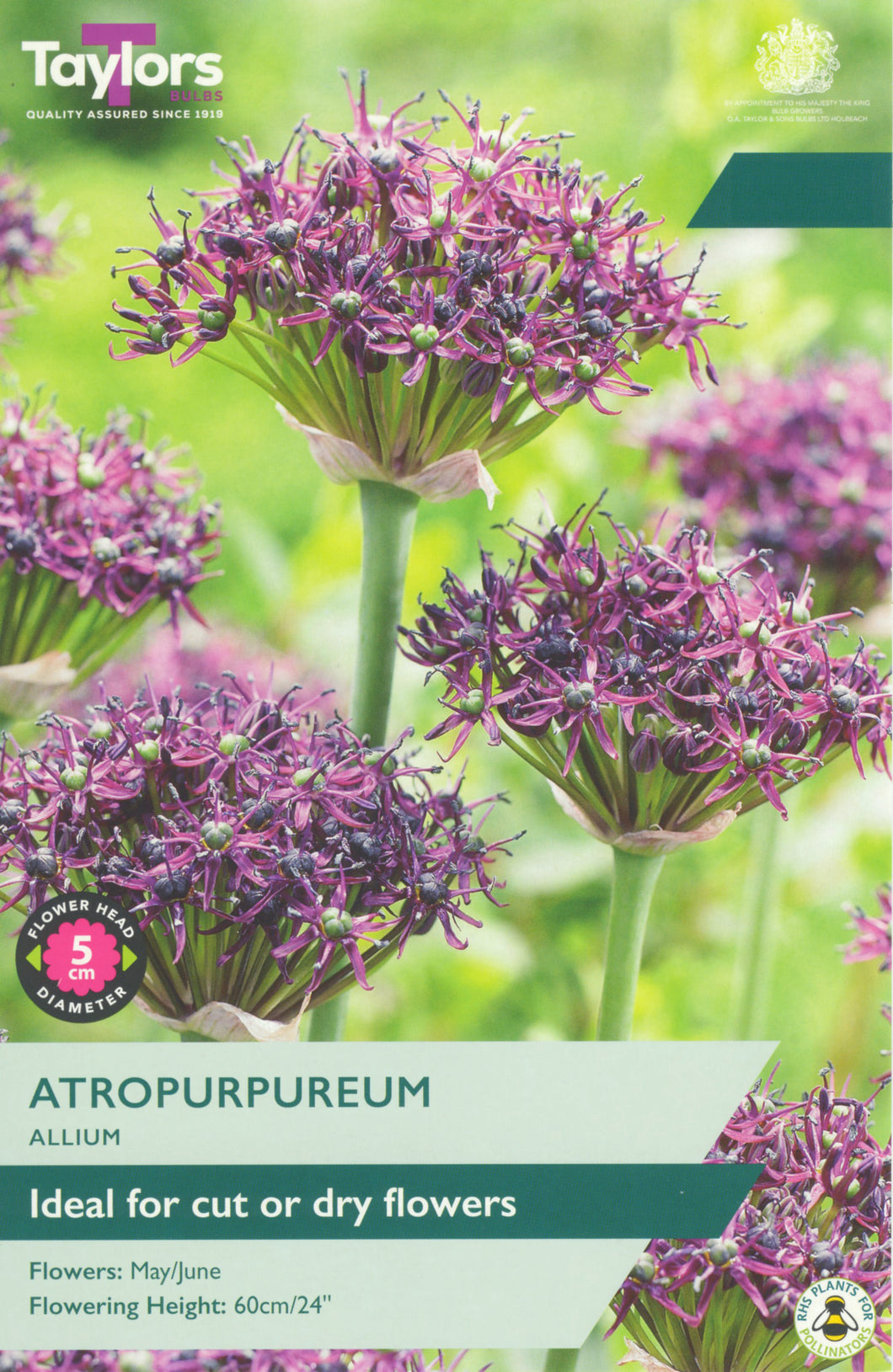Allium Atropurpureum