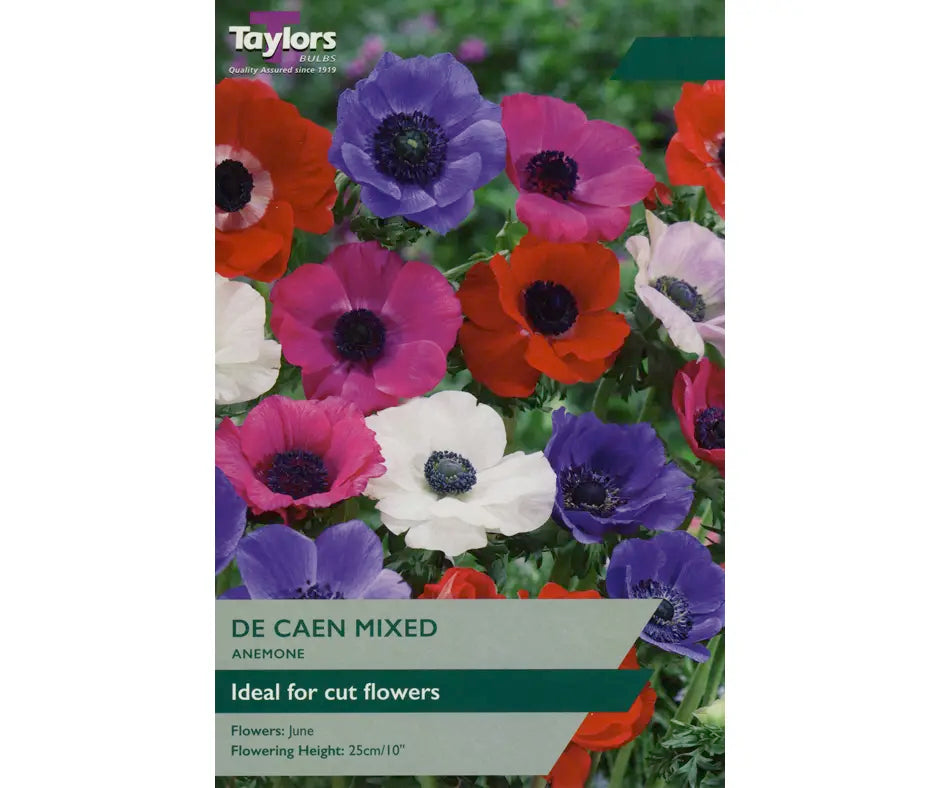 Anemone 'De Caen Mixed'