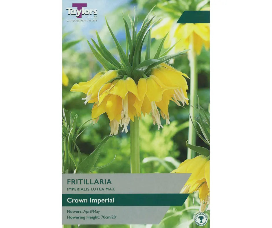 Fritillaria imperialis 'Lutea Max'