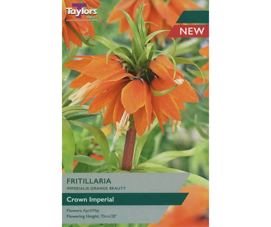 Fritillaria imperialis 'Orange Beauty'