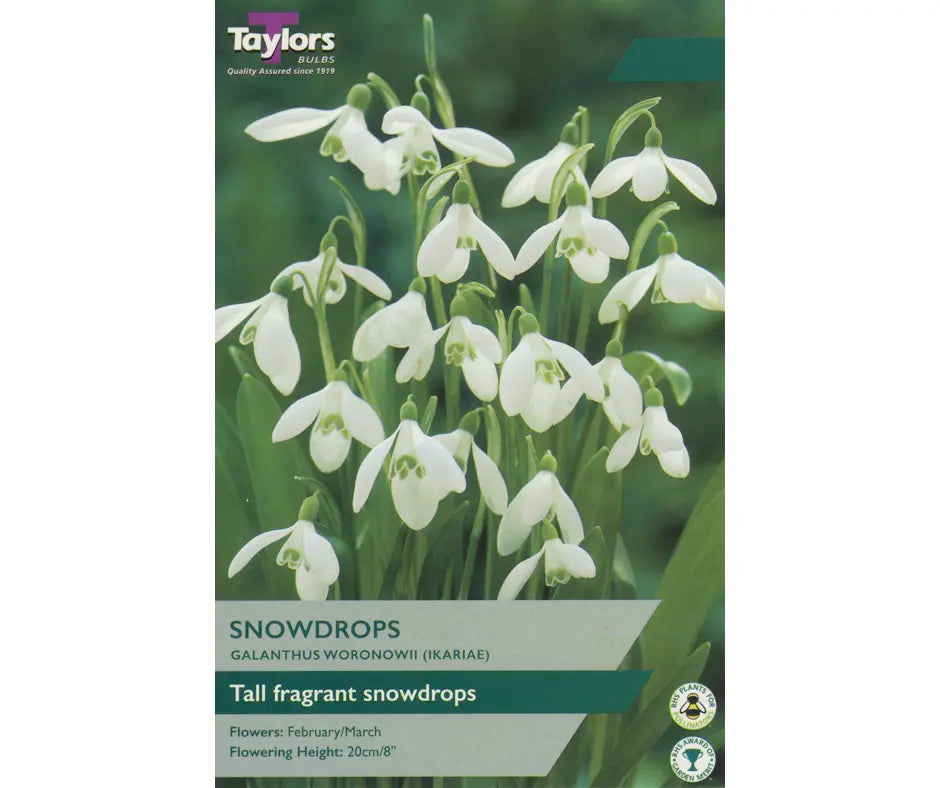 Galanthus woronowii