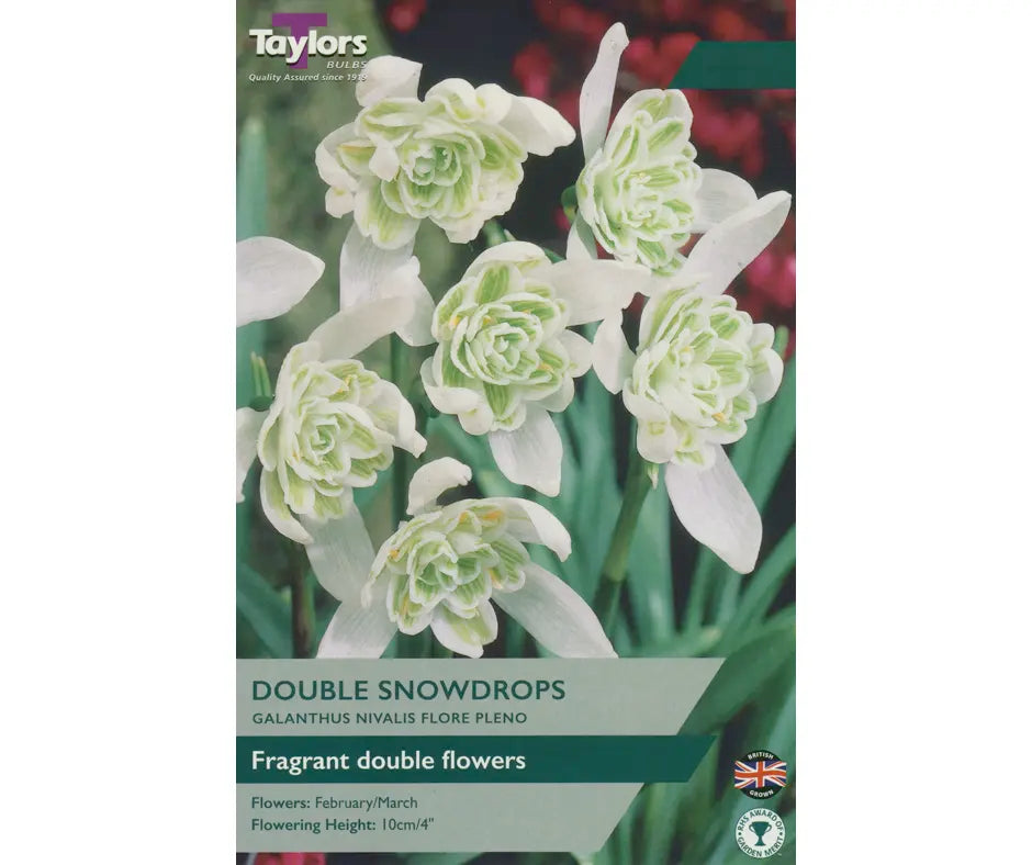 Galanthus nivalis 'Flore Pleno'