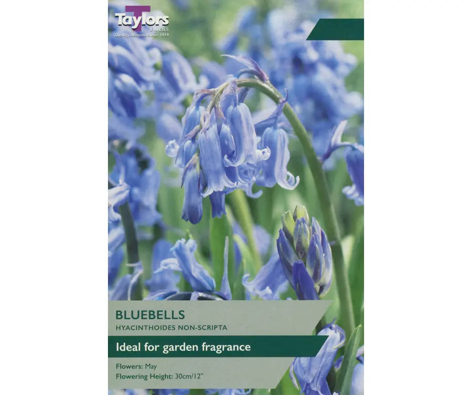 Bluebells (Hyacinthoides non­scripta)