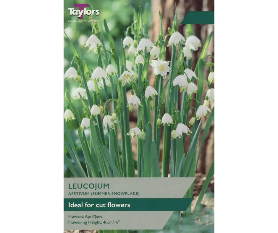 Leucojum aestivum