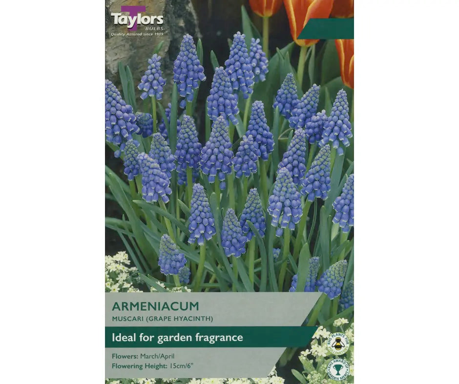 Muscari armeniacum