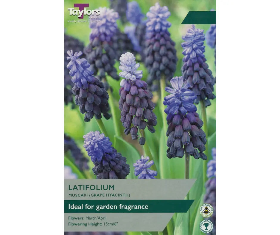 Muscari latifolium