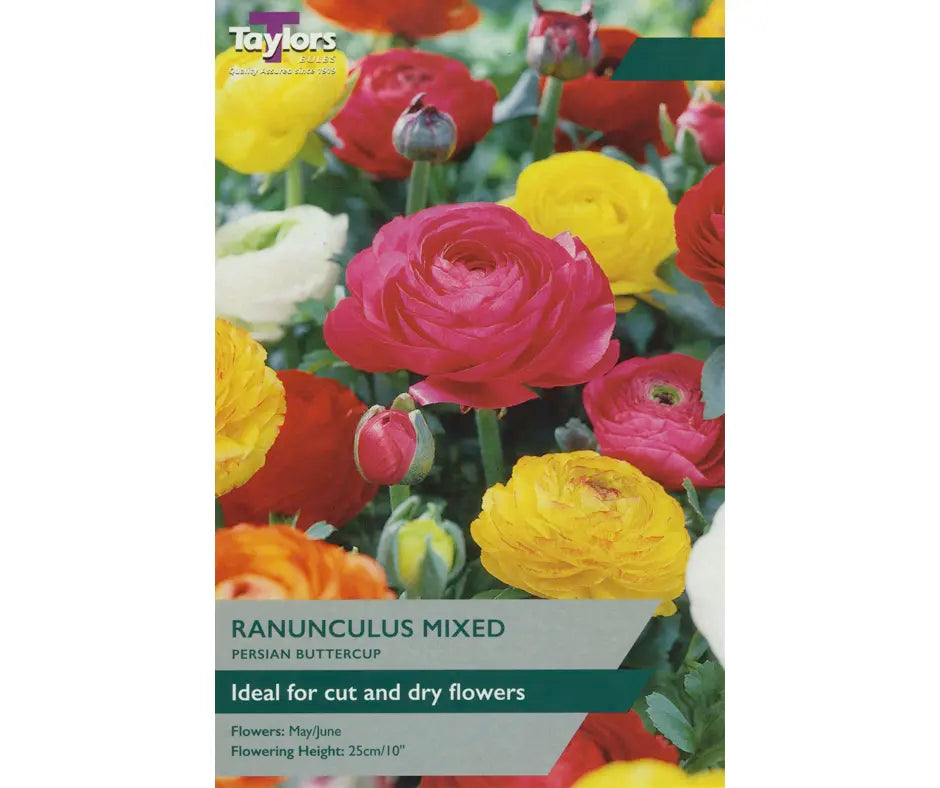 Ranunculus