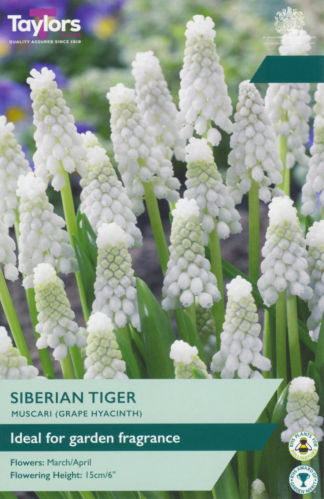 Muscari Siberian Tiger