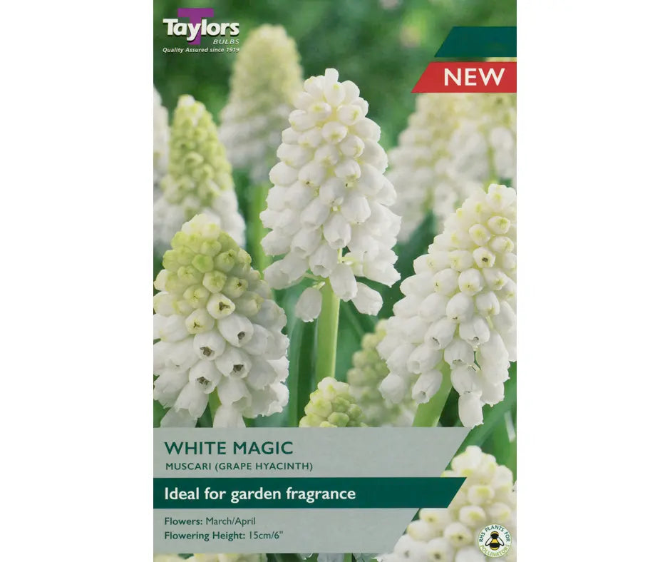 Muscari 'White Magic'