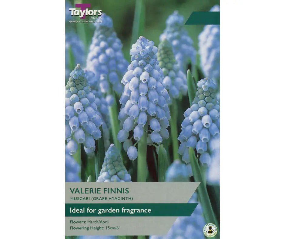 Muscari 'Valerie Finnis'