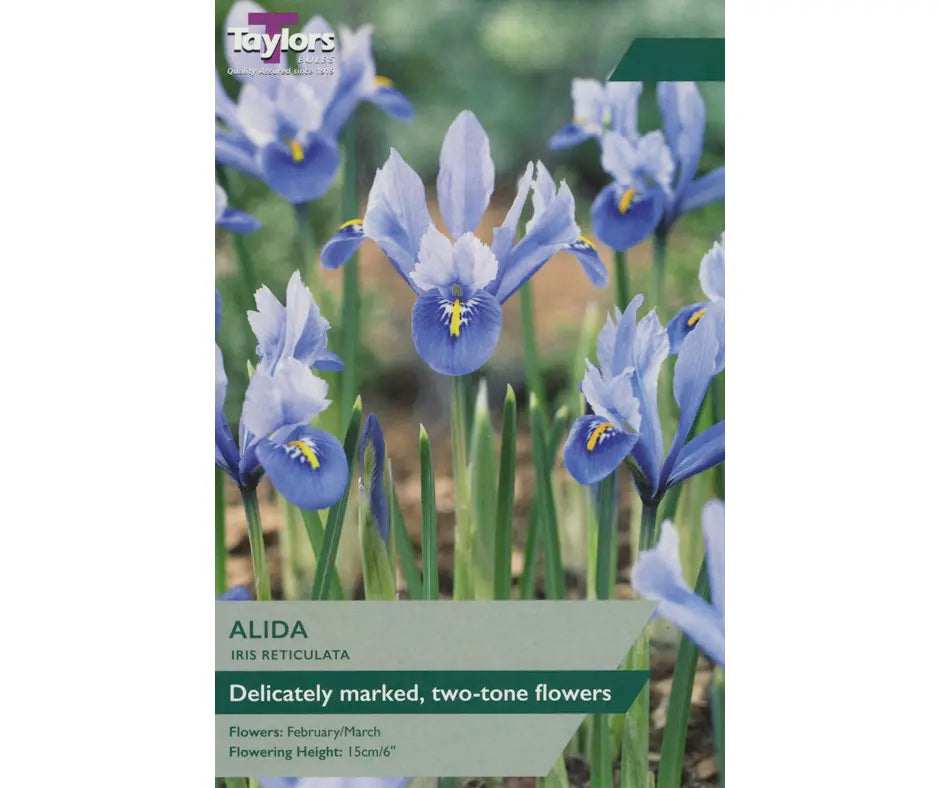 Iris reticulata