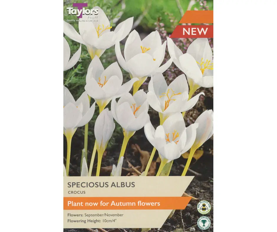 Crocus speciosus 'Albus'