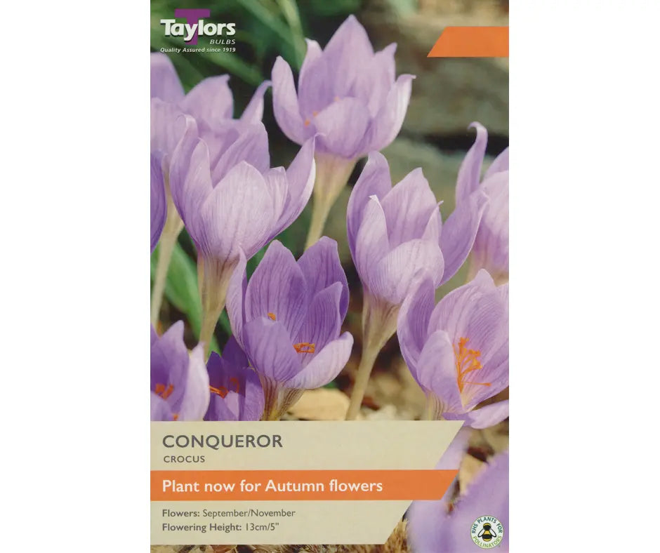 Crocus 'Conqueror'