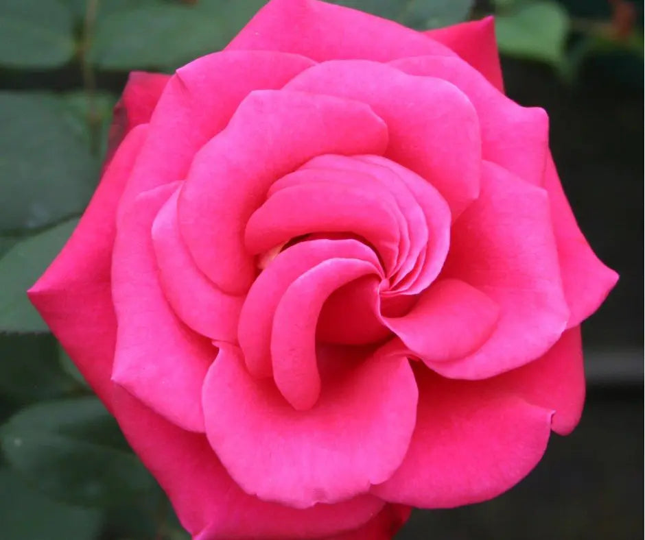 Rose 'Timeless Charisma' - Standard