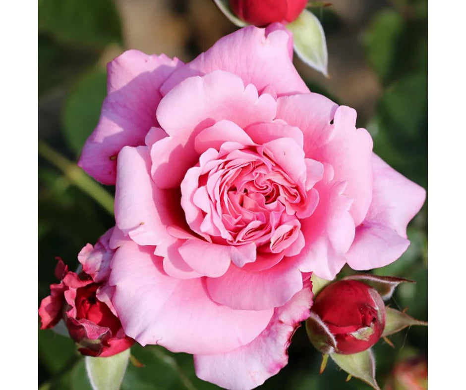 Rose 'Timeless Pink' - Standard Rose