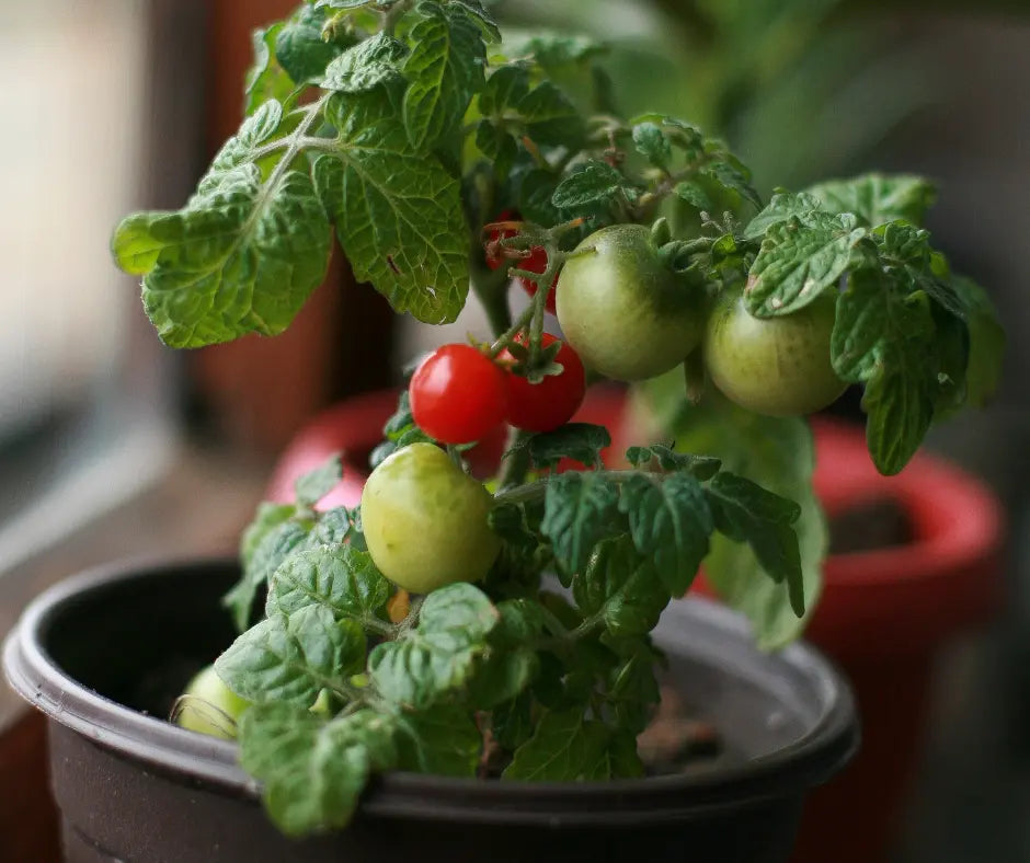 Tomato 25cm Hanging Pot