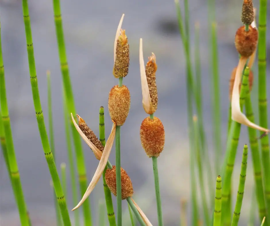 Typha minima - 9cm Pot