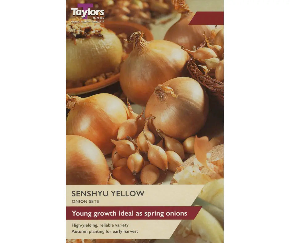 Onion 'Senshyu Yellow'