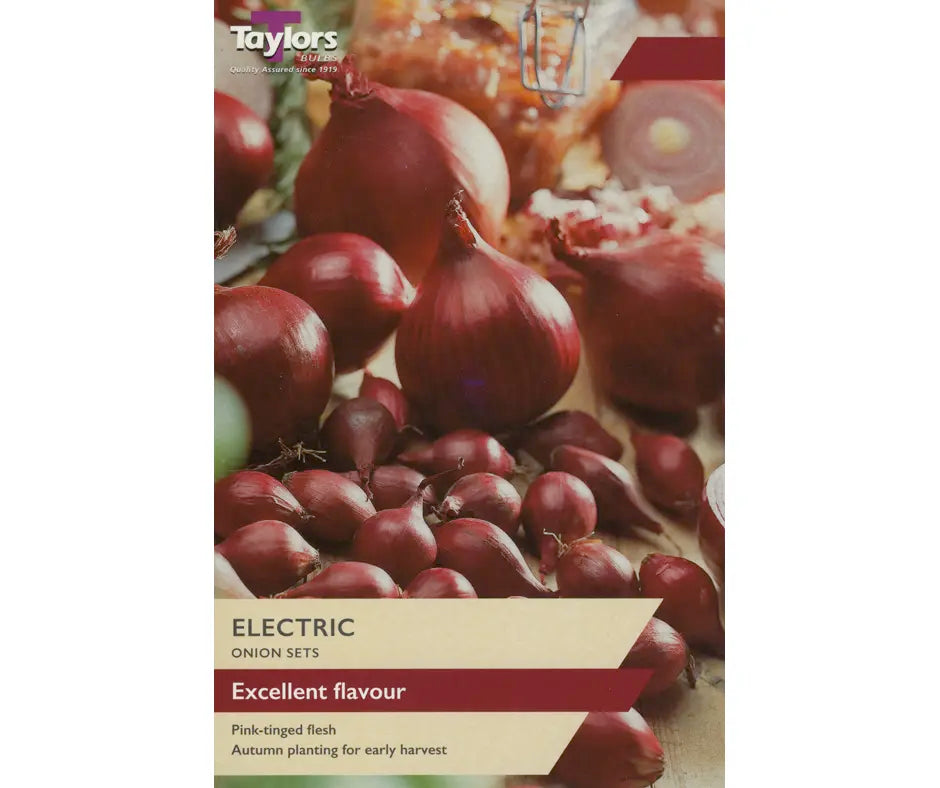 Onion 'Electric'