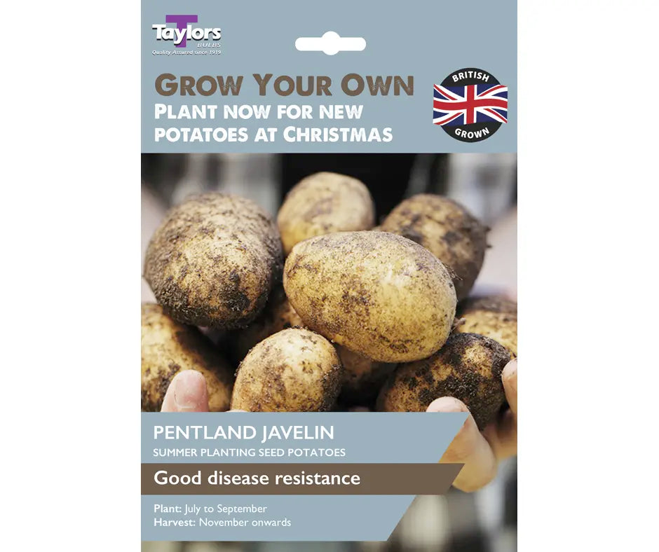 Christmas New Potatoes -  Pentland Javelin