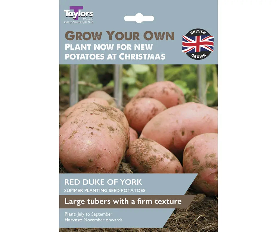 Christmas New Potatoes -  Red Duke of York