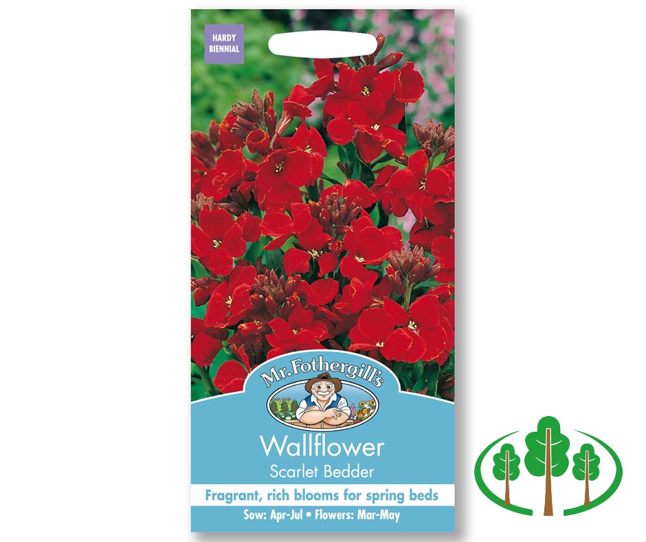 WALLFLOWER Scarlet Bedder