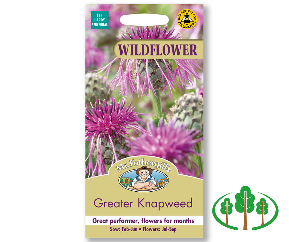 WILDFLOWER Greater Knapweed