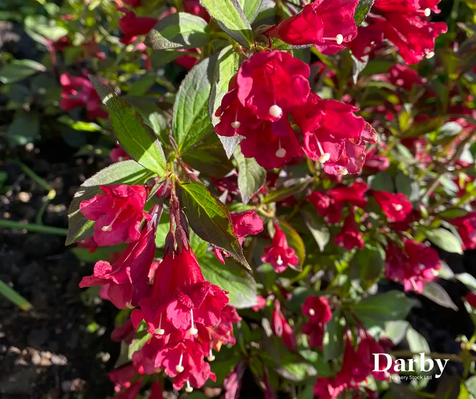 Weigela 'Camouflage'