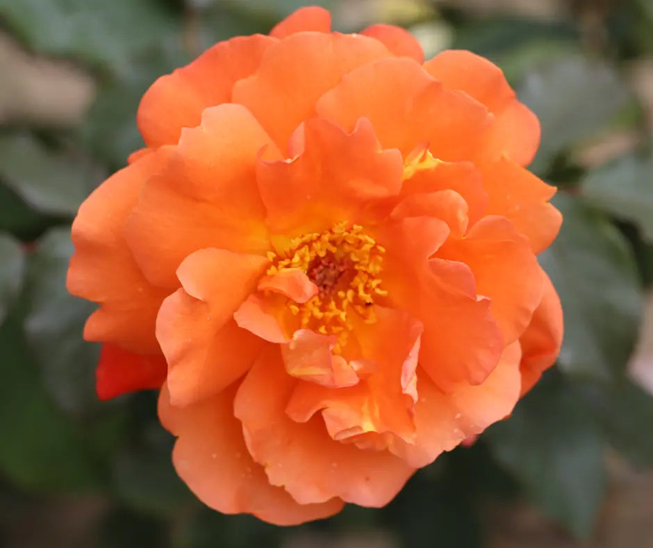 Rose 'Westerland' - Shrub Rose