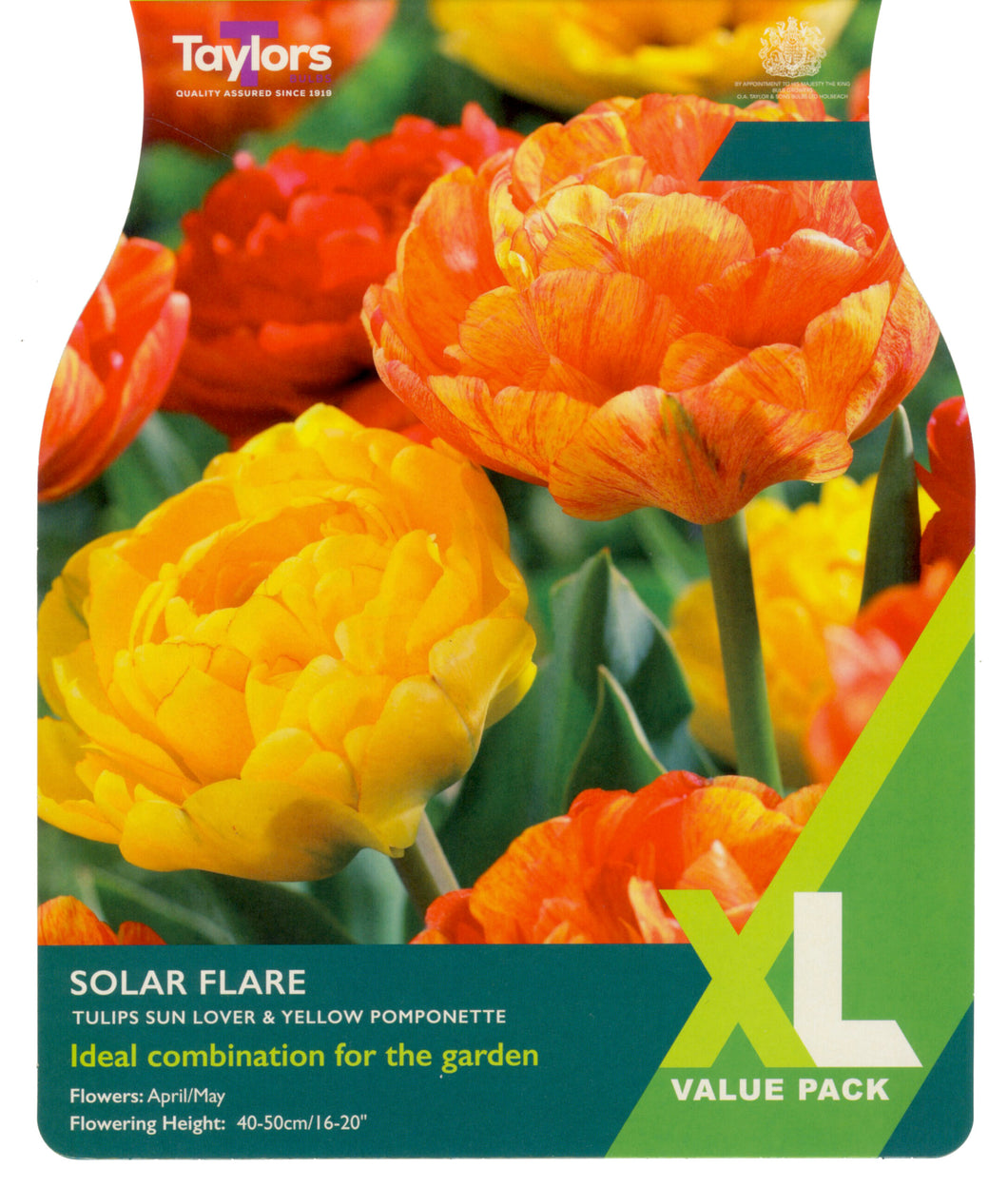 Tulip Solar Flare XL