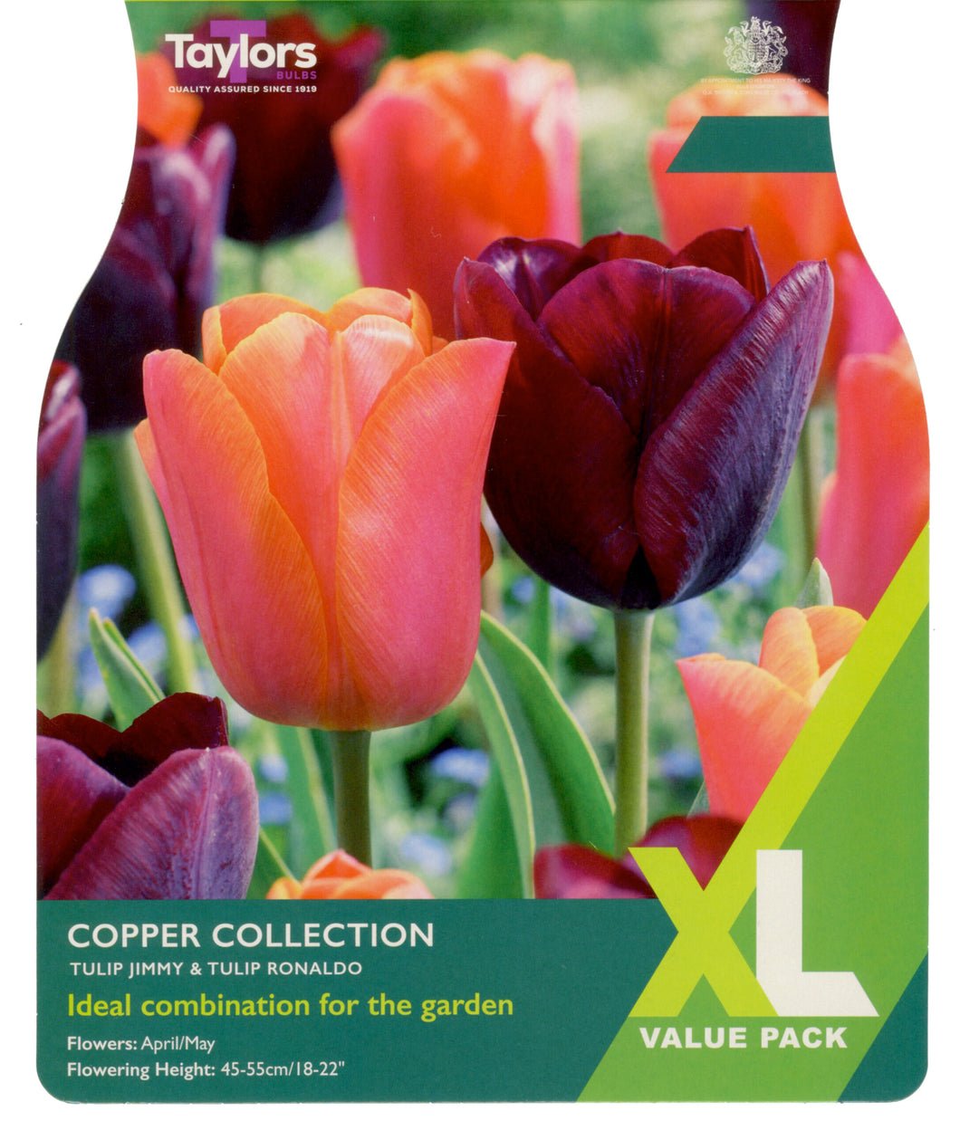 Tulip Copper Collection XL