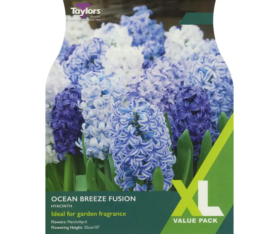 Hyacinth 'Ocean Breeze Fusion'