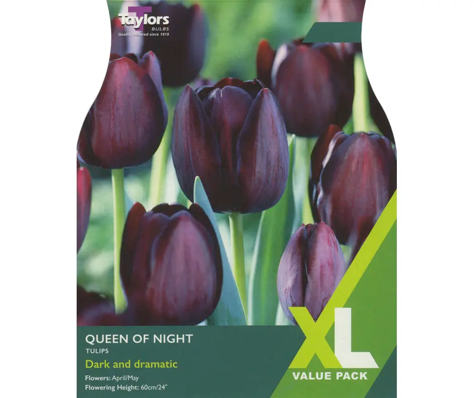 Tulip 'Queen Of Night'