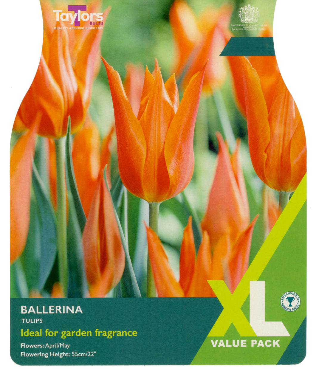 Tulip Ballerina XL