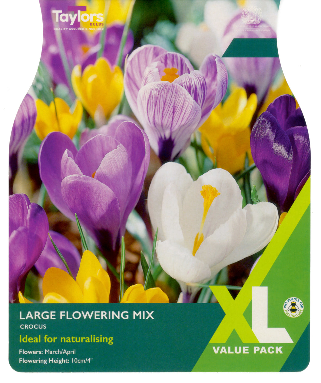 Crocus Mixed Species XL