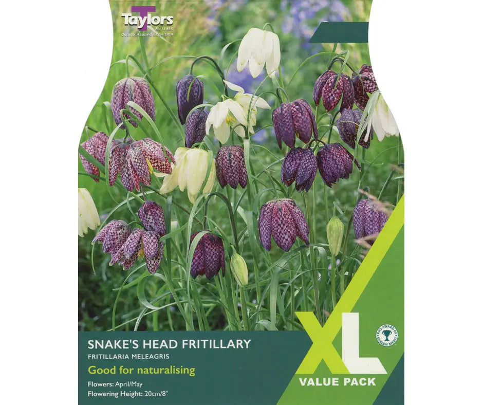 Fritillaria meleagris - XL Value Pack