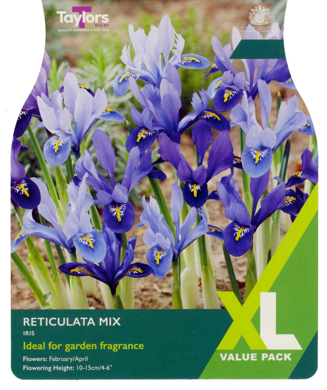 Iris Reticulata Mixed XL