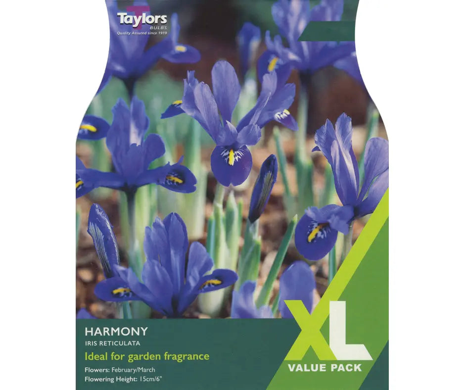 Iris reticulata 'Harmony'