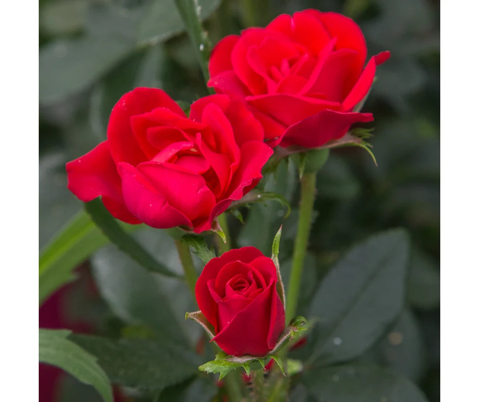 Rose 'Zepeti' - Patio Rose – Torwood Garden Centre