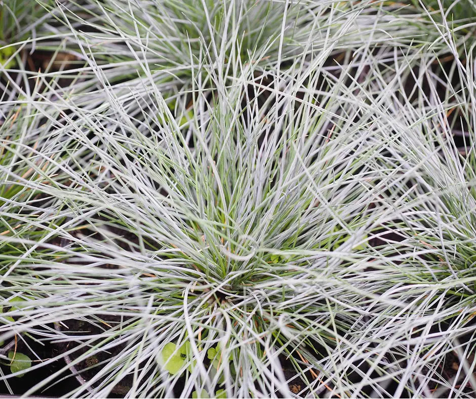 Festuca glauca 'Intense Blue'® 2L pot