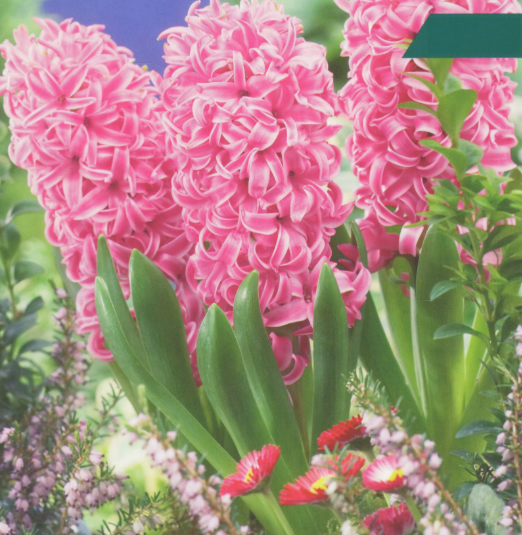 Loose Hyacinth Bulbs Buy 4 Get 5th Free