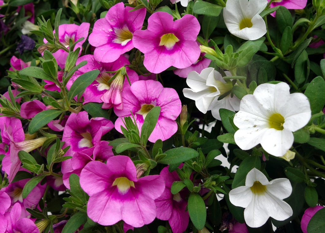 Tub & Basket Plants - 11cm pot