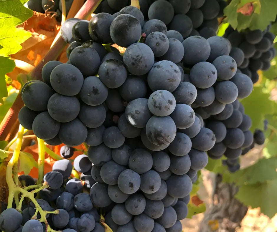 Grape Cabernet Franc