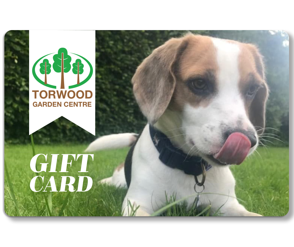 Gift Card - Doggy Afternoon Tea